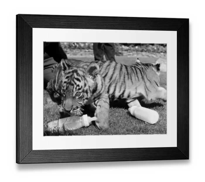 Framed Print : Sultan and Suki the tiger cubs about to make their debut at Twycross Zoo, Leicestershire