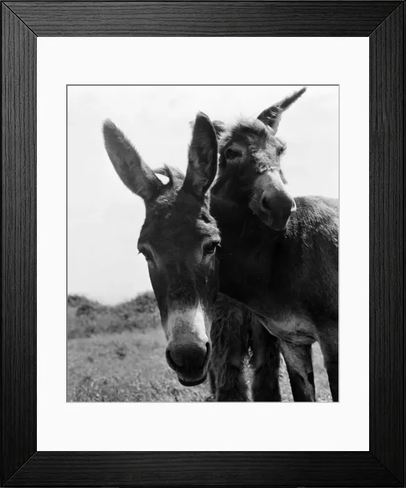 Framed Print : Donkey retirement home in Selsey, Sussex. John Lockwood who cares for 50 retired
