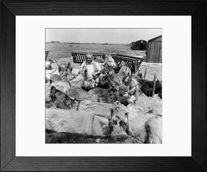 Framed Print : Donkey retirement home in Selsey, Sussex. John Lockwood who cares for 50 retired