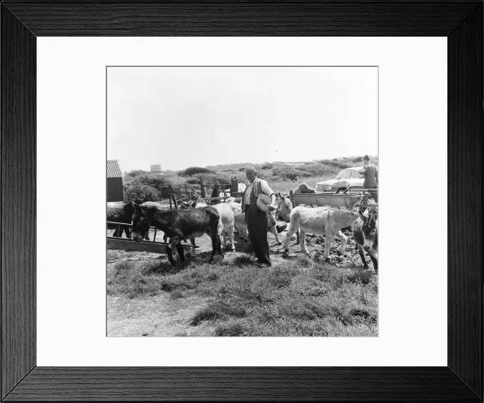 Framed Print : Donkey retirement home in Selsey, Sussex. John Lockwood who cares for 50 retired Framed Print : Donkey retirement home in Selsey, Sussex. John Lockwood who cares for 50 retired