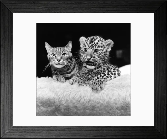 Framed Print : Mum to a tough, fast baby... You will go a long way before you can top this cat