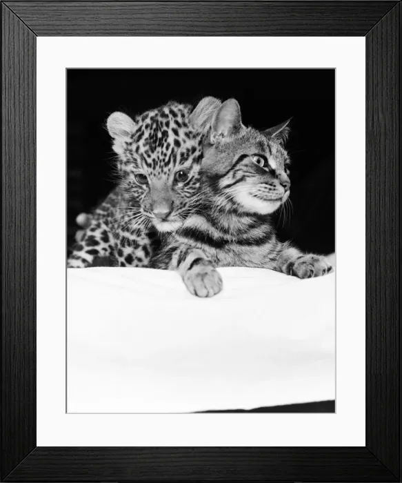 Framed Print : Mum to a tough, fast baby... You will go a long way before you can top this cat Framed Print : Mum to a tough, fast baby... You will go a long way before you can top this cat