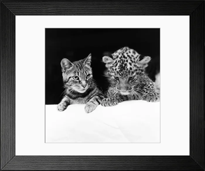 Framed Print : Mum to a tough, fast baby... You will go a long way before you can top this cat Framed Print : Mum to a tough, fast baby... You will go a long way before you can top this cat
