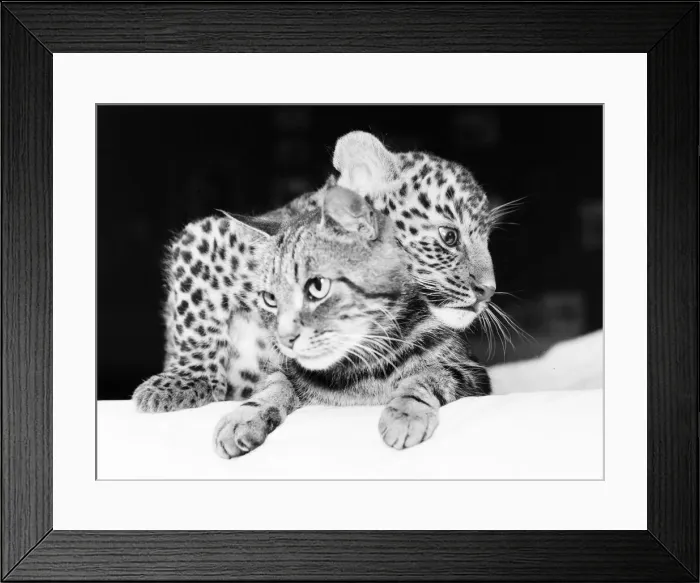 Framed Print : Mum to a tough, fast baby... You will go a long way before you can top this cat Framed Print : Mum to a tough, fast baby... You will go a long way before you can top this cat