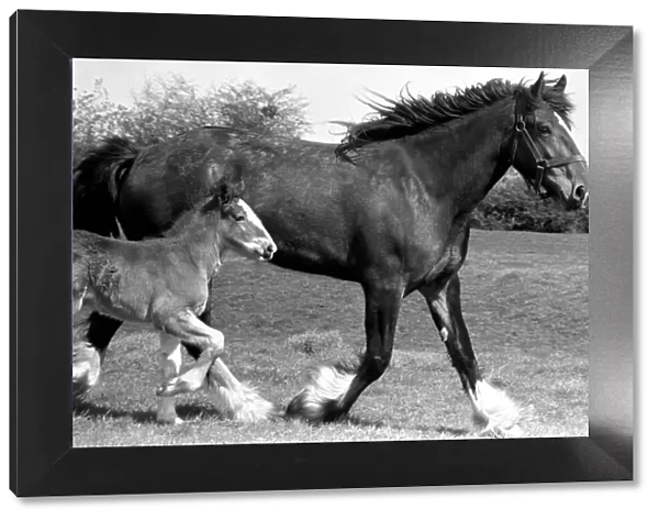 Horse and Foal. April 1977 77-02104-003