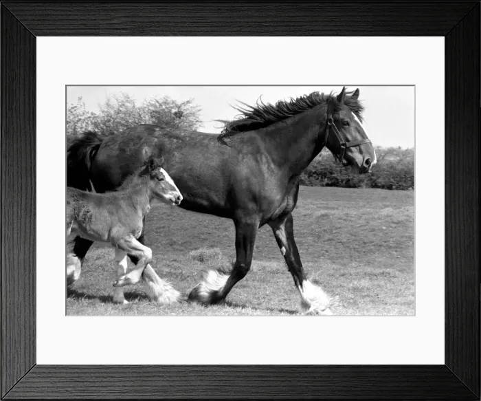 Framed Print : Horse and Foal. April 1977 77-02104-003 Framed Print : Horse and Foal. April 1977 77-02104-003