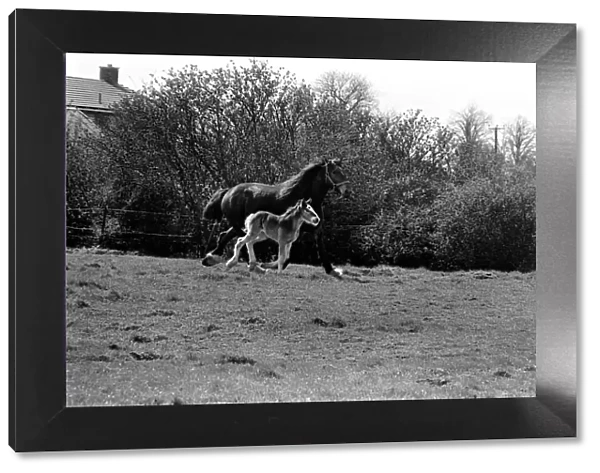 Horse and Foal. April 1977 77-02104-012