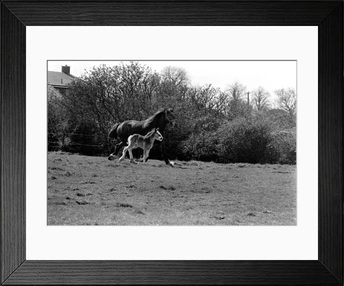 Framed Print : Horse and Foal. April 1977 77-02104-012 Framed Print : Horse and Foal. April 1977 77-02104-012