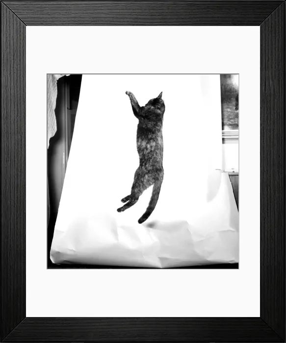 Framed Print : Cats: When it comes to getting off the ground then five-months old Bianco Framed Print : Cats: When it comes to getting off the ground then five-months old Bianco
