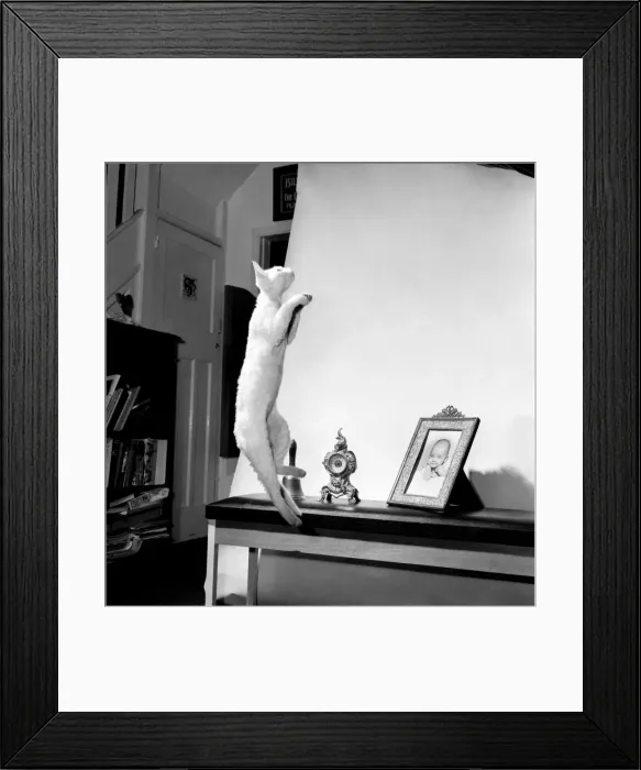 Framed Print : Cats: When it comes to getting off the ground then five-months old Bianco Framed Print : Cats: When it comes to getting off the ground then five-months old Bianco
