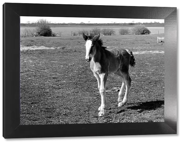 Horse and Foal. April 1977 77-02104-005