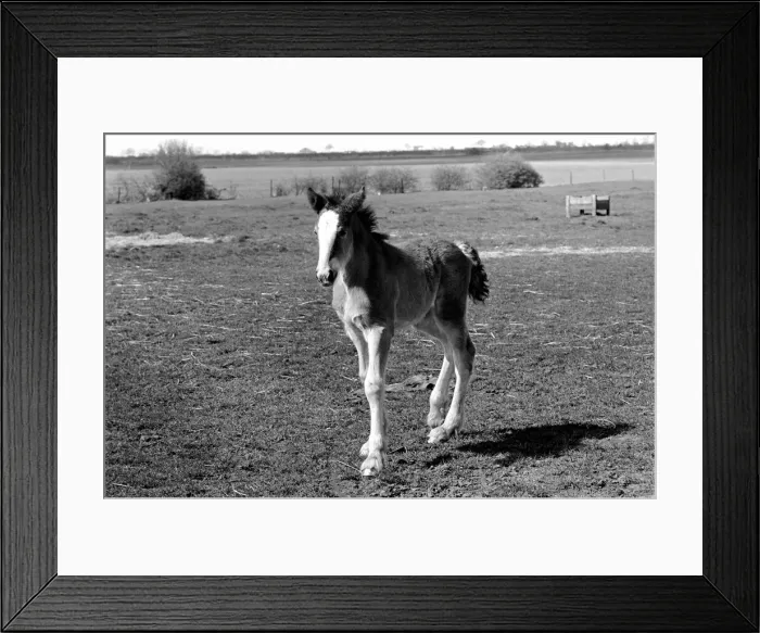 Framed Print : Horse and Foal. April 1977 77-02104-005 Framed Print : Horse and Foal. April 1977 77-02104-005