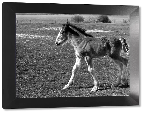 Horse and Foal. April 1977 77-02104-004