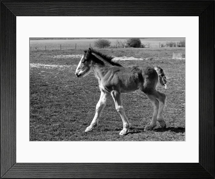 Framed Print : Horse and Foal. April 1977 77-02104-004 Framed Print : Horse and Foal. April 1977 77-02104-004