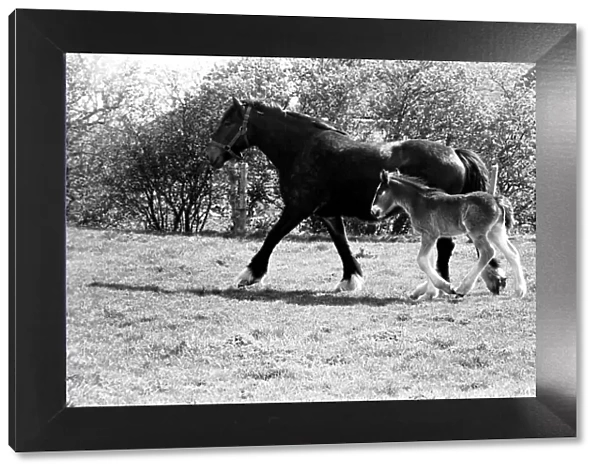Horse and Foal. April 1977 77-02104-001