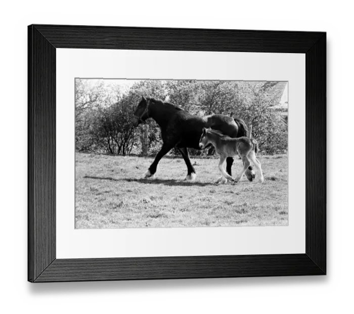 Framed Print : Horse and Foal. April 1977 77-02104-001 Framed Print : Horse and Foal. April 1977 77-02104-001
