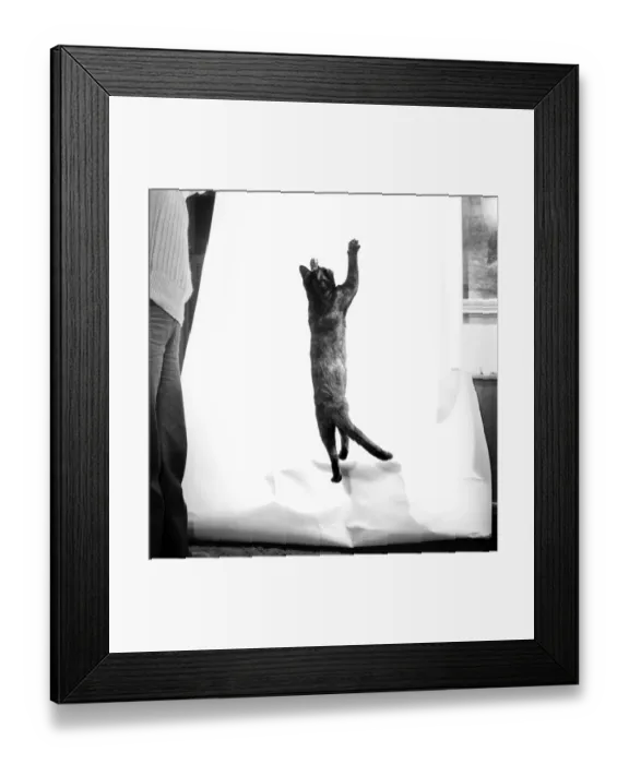 Framed Print : Cats: When it comes to getting off the ground then five-months old Bianco Framed Print : Cats: When it comes to getting off the ground then five-months old Bianco
