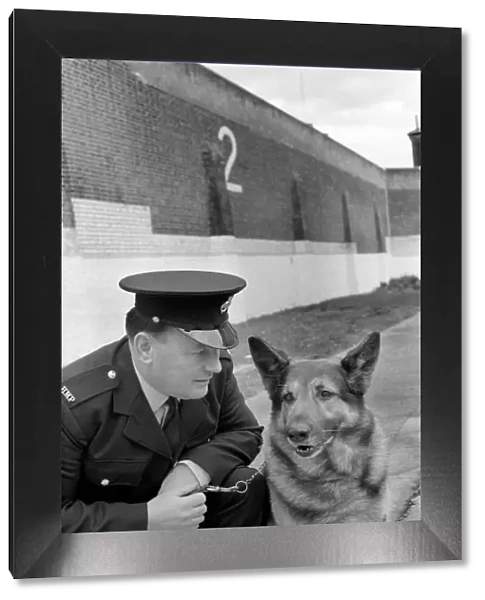Police: Dog major with handler Gerald Ewing. March 1975 75-01234-004