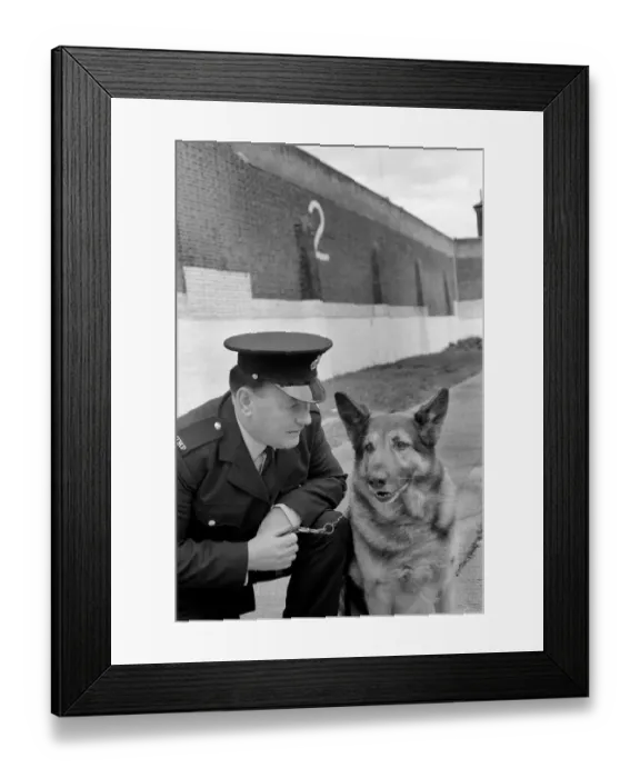 Framed Print : Police: Dog major with handler Gerald Ewing. March 1975 75-01234-004 Framed Print : Police: Dog major with handler Gerald Ewing. March 1975 75-01234-004