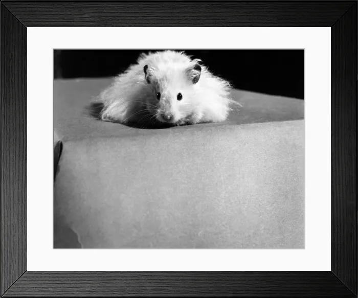Framed Print : Animal: Cute: Long Haired Hamster. March 1975 75-01568-001 Framed Print : Animal: Cute: Long Haired Hamster. March 1975 75-01568-001