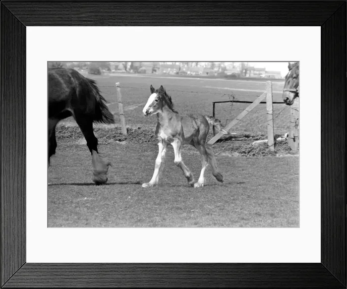 Framed Print : Horse and Foal. April 1977 77-02104-007 Framed Print : Horse and Foal. April 1977 77-02104-007