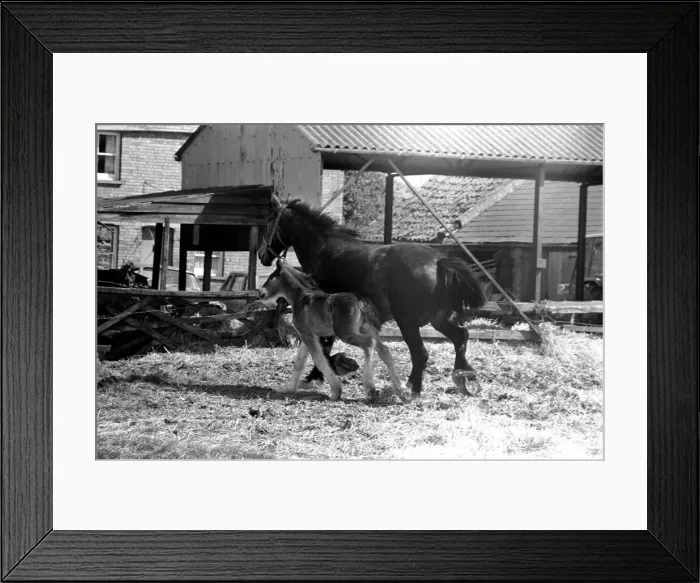 Framed Print : Horse and Foal. April 1977 77-02104 Framed Print : Horse and Foal. April 1977 77-02104