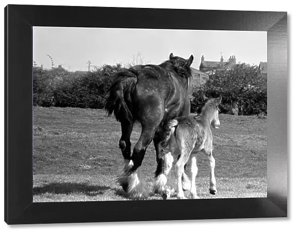 Horse and Foal. April 1977 77-02104-002