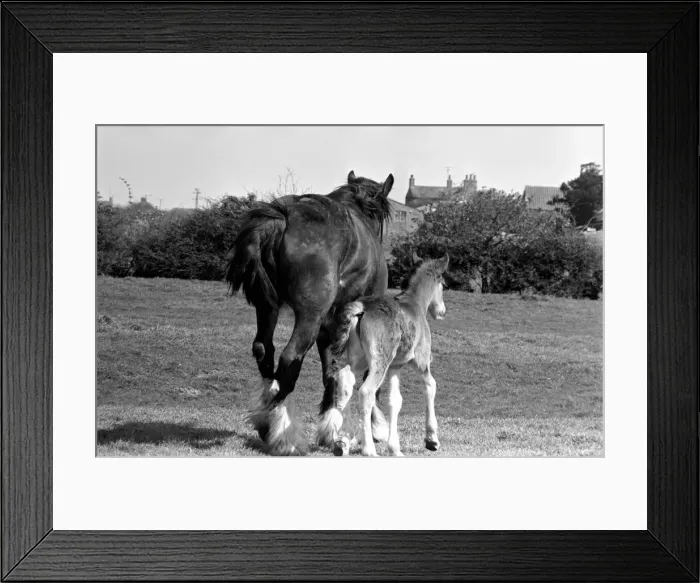 Framed Print : Horse and Foal. April 1977 77-02104-002 Framed Print : Horse and Foal. April 1977 77-02104-002