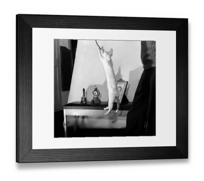 Framed Print : Cats: When it comes to getting off the ground then five-months old Bianco Framed Print : Cats: When it comes to getting off the ground then five-months old Bianco
