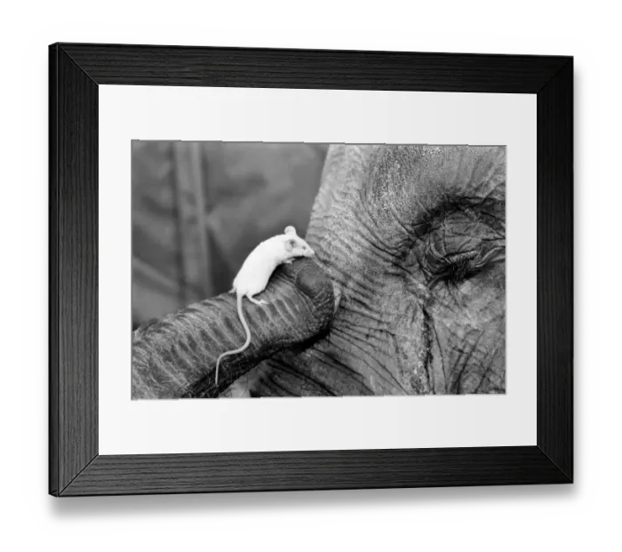 Framed Print : Elephant and Mouse: Mighty Mary seems quite at home in Ranees trunk Framed Print : Elephant and Mouse: Mighty Mary seems quite at home in Ranees trunk
