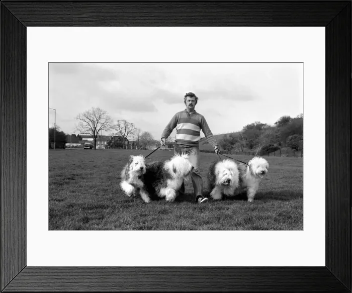 Framed Print : Animals. Dogs: Duke'the Dulux dog has 3 understudies they are Tania