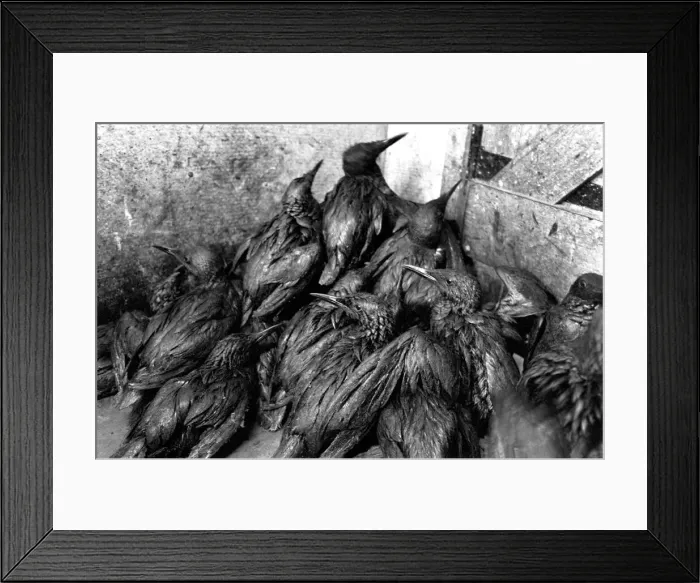 Framed Print : Animals: Birds: Pollution: Sea birds covered in oil at the R. S. P. C. A Framed Print : Animals: Birds: Pollution: Sea birds covered in oil at the R. S. P. C. A