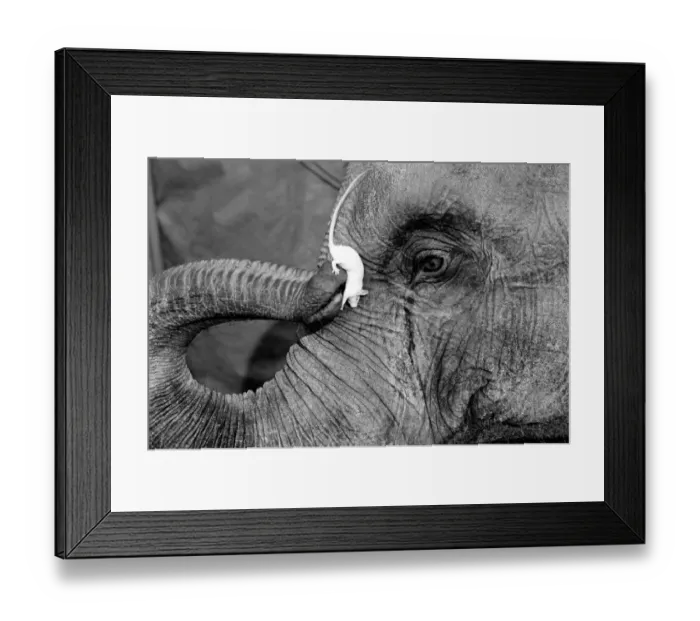 Framed Print : Elephant and Mouse: Mighty Mary seems quite at home in Ranees trunk Framed Print : Elephant and Mouse: Mighty Mary seems quite at home in Ranees trunk