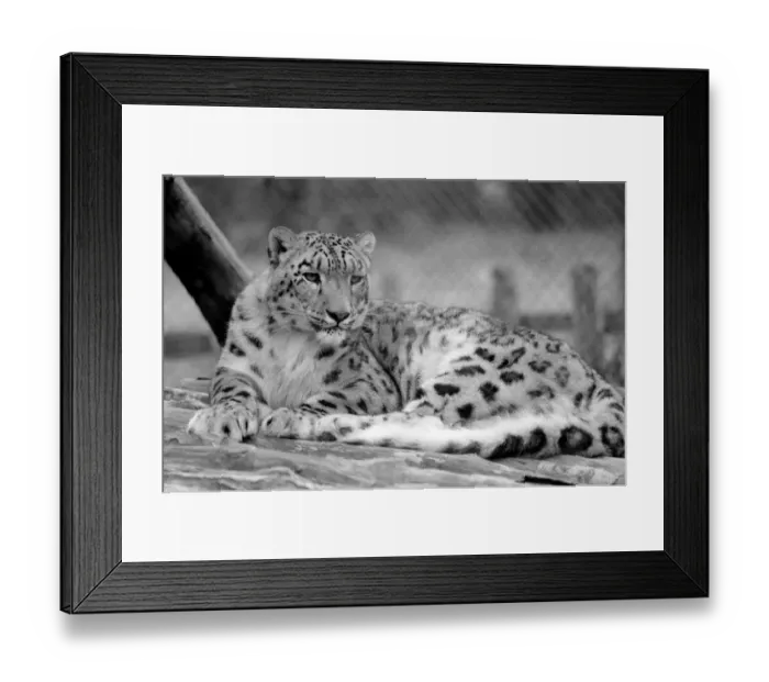 Framed Print : Animals / Cute. Howletts Zoo. August 1977 77-04422 Framed Print : Animals / Cute. Howletts Zoo. August 1977 77-04422