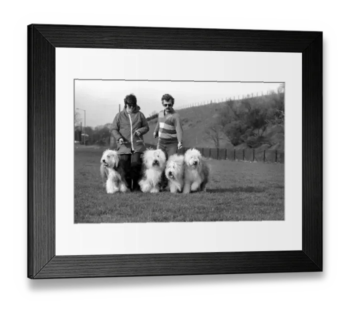 Framed Print : Animals. Dogs: Duke'the Dulux dog has 3 understudies they are Tania Framed Print : Animals. Dogs: Duke'the Dulux dog has 3 understudies they are Tania