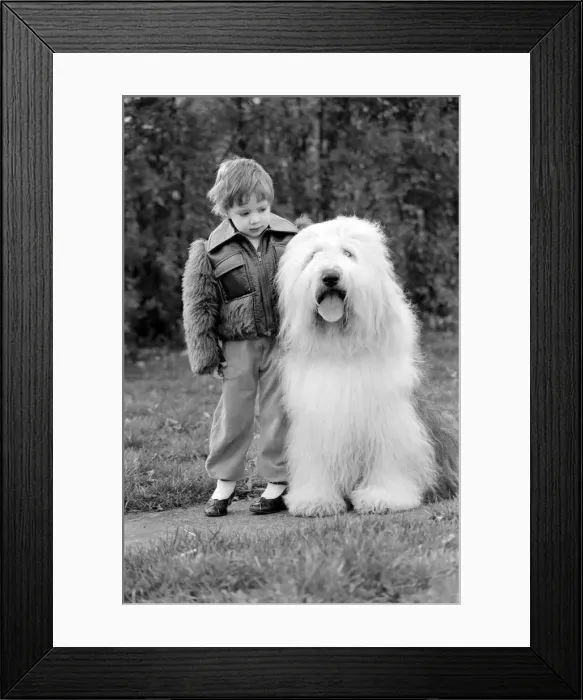 Framed Print : Animals. Dogs: Duke'the Dulux dog has 3 understudies they are Tania Framed Print : Animals. Dogs: Duke'the Dulux dog has 3 understudies they are Tania