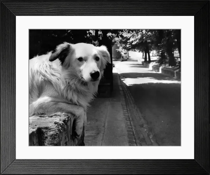 Framed Print : Harry the 15 months old white mongrel dog seen here peering over the garden fence waiting Framed Print : Harry the 15 months old white mongrel dog seen here peering over the garden fence waiting