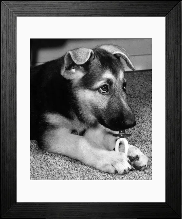 Framed Print : Sheba, this 10-week- old Alsatian pup belonging to Mirror photographer Vic Crawshaw