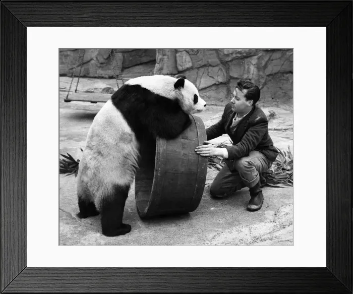 Framed Print : Animals: Panda. Lets roll it'Chi-Chi seems to be saying to keeper Alan