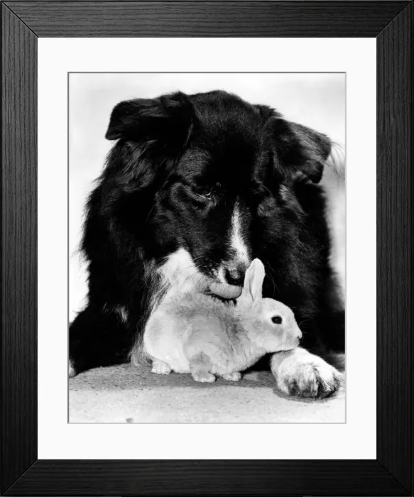 Framed Print : When the Dog seeOs the Rabbit: Whenever this dog sees an orphaned rabbit it foster Framed Print : When the Dog seeOs the Rabbit: Whenever this dog sees an orphaned rabbit it foster