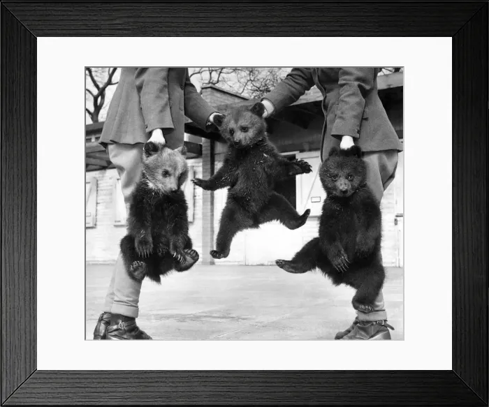 Framed Print : You have heard of carrier bags, but have you ever heard about carrier bears Framed Print : You have heard of carrier bags, but have you ever heard about carrier bears