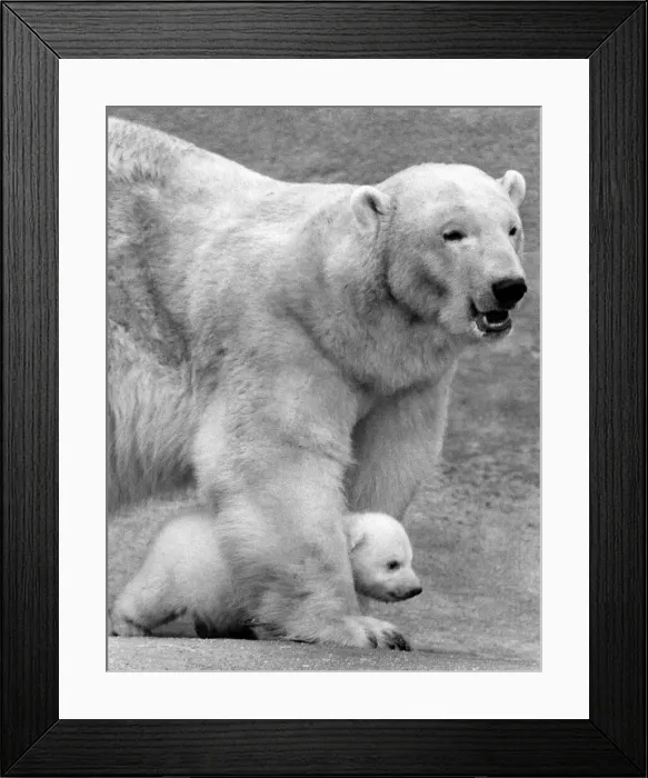 Framed Print : Sally the polar bear shows off her latest cub Paddiwack to the await press at London Zoo Framed Print : Sally the polar bear shows off her latest cub Paddiwack to the await press at London Zoo