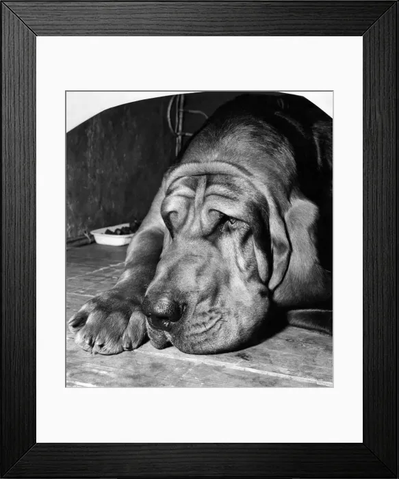 Framed Print : Mr. W. A. Ords Barsheen Mighty, a bloodhound gloomily awaits the judges Framed Print : Mr. W. A. Ords Barsheen Mighty, a bloodhound gloomily awaits the judges