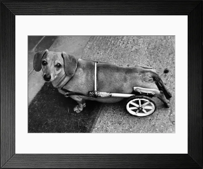 Framed Print : Dachshund Smokey-Joe'in his mini- wheelchair following his accident Framed Print : Dachshund Smokey-Joe'in his mini- wheelchair following his accident