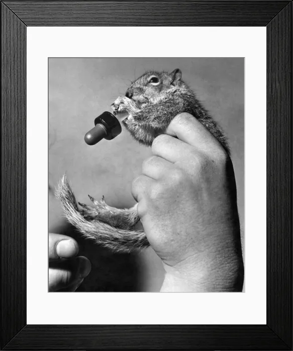 Framed Print : Tinker the grey squirrel seen here taking a drink from a eye drop dispenser Framed Print : Tinker the grey squirrel seen here taking a drink from a eye drop dispenser