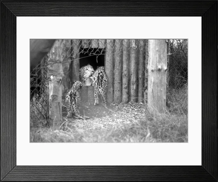 Framed Print : Animals / Cute. Howletts Zoo. Leopard Cubs. August 1977 77-04422-004 Framed Print : Animals / Cute. Howletts Zoo. Leopard Cubs. August 1977 77-04422-004