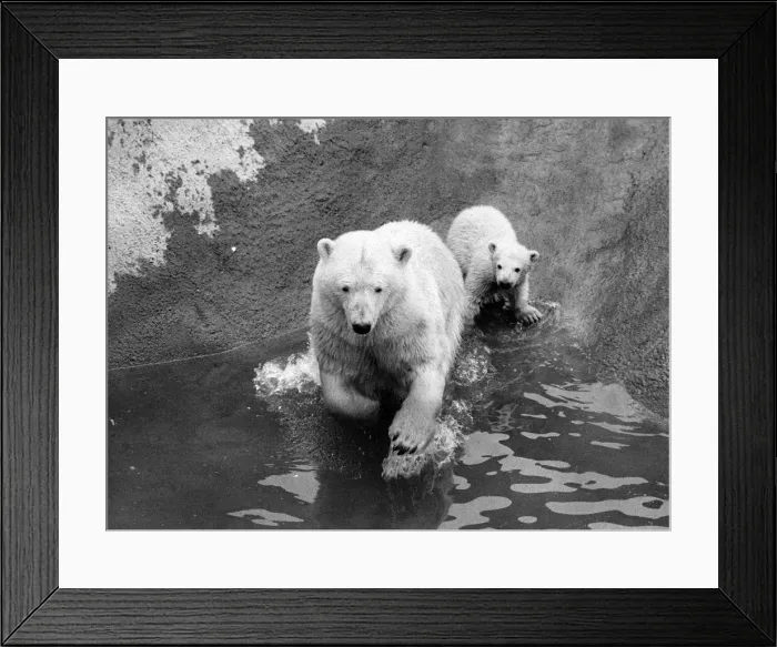 Framed Print : Sally the mother bear tries to set an example, and lead her cub into the water