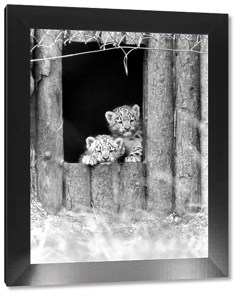 Animals  /  Cute. Howletts Zoo. Leopard Cubs. August 1977 77-04422-009