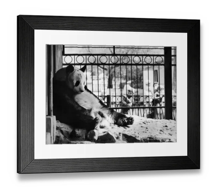 Framed Print : AN-AN, Russiaes giant male panda, sits disconsolately in his compound at Moscow Zoo Framed Print : AN-AN, Russiaes giant male panda, sits disconsolately in his compound at Moscow Zoo