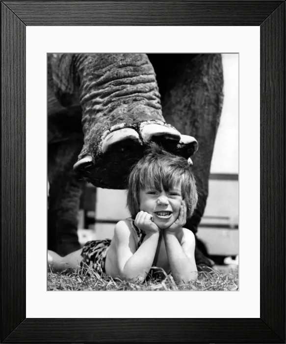 Framed Print : Small boy seen here playing Tarzan puts his faith in the elephant Framed Print : Small boy seen here playing Tarzan puts his faith in the elephant